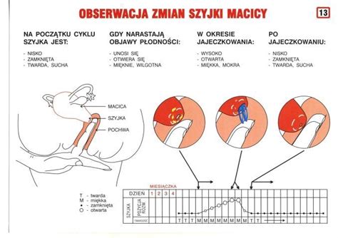 Zmiany szyjki macicy Parafia pw Najświętszego Serca Pana Jezusa