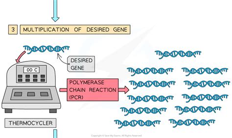 Cie A Level Biology Genetic Engineering