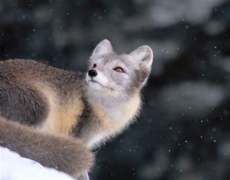 These Fisherman Couldn’t Believe What Animal They Found On An Iceberg ...