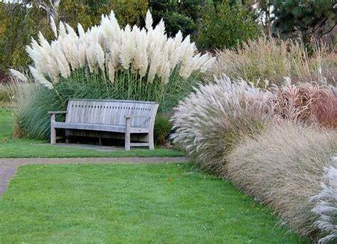 Stunning Pampas Grass Ideas For Landscaping Sleck