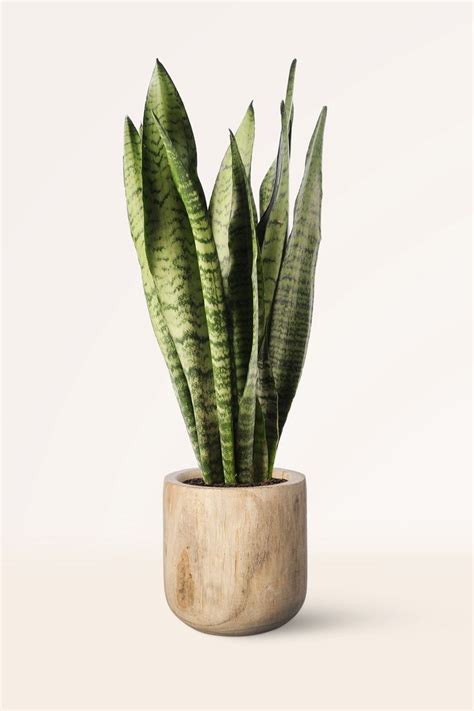 Comprar Sansevieria Zeylanica Online April Plants Plants