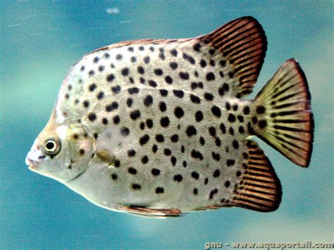 Scatophagus Argus Le Scatophage