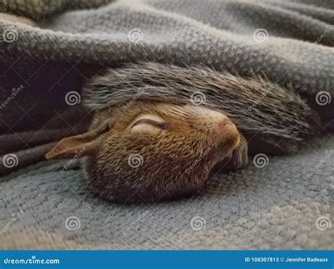 Squirrel Sleeping Standing Stock Photography | CartoonDealer.com #150662444