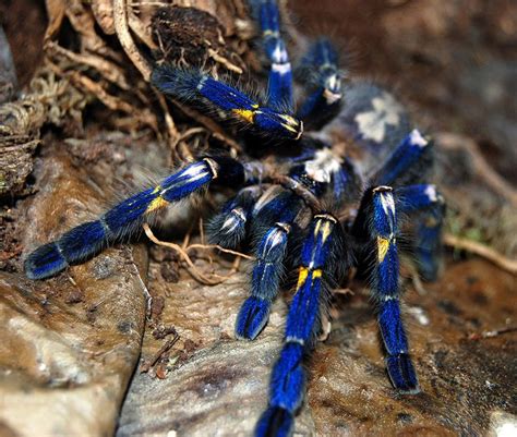 Rare Blue Gooty Tarantula Photo Rare Animals Tarantula