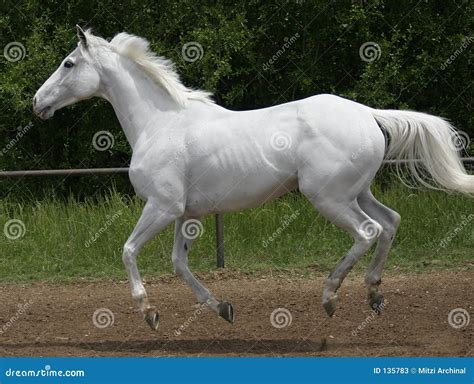 White horse canter stock image. Image of white, equestrian - 135783