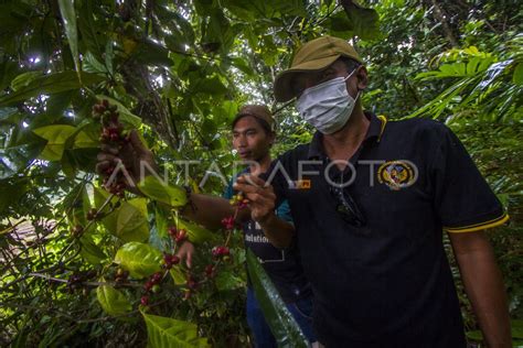 PENGEMBANGAN TANAMAN KOPI DI PEGUNUNGAN MERATUS ANTARA Foto