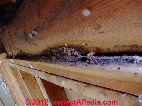 Signs Of Carpenter Ant Damage