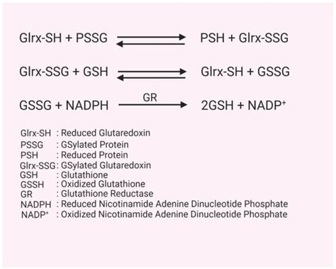 Role Of Glutaredoxin 1 And Glutathionylation In Cardiovascular Diseases