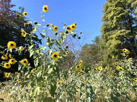 【葛飾区】紅葉がいち早く始まる！「モミジバフウ」が鮮やかに染まる水元公園の隠れた紅葉スポット（asa24） エキスパート Yahooニュース