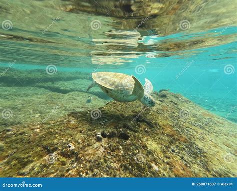 Green Sea Turtle Swimming In The Ocean Underwater In The Carribean