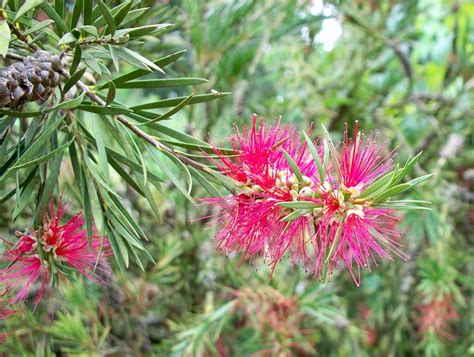 Bottlebrush Diseases Plant Addicts