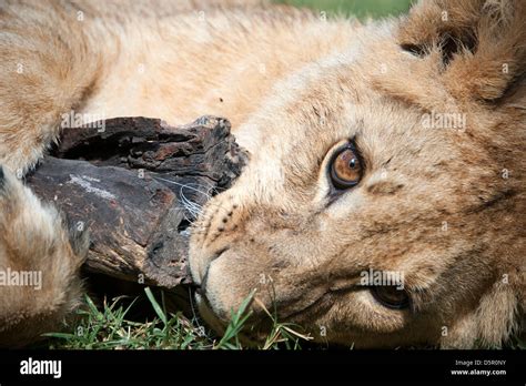 Head Shot Of Lion Cub Lying On Ground Chewing Piece Of Log Antelope