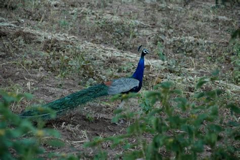 Morachi Chincholi – the peacock village near Pune – Places near Pune ...