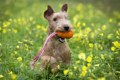 Lakeland Terrier Dog Breed Characteristics And Care