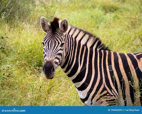 The Zebra In South Africa Stock Image Image Of African 104426933