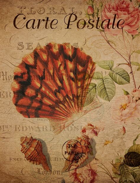 vintage seashells floral postcard  stock photo public domain pictures