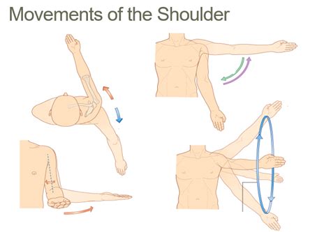 shoulder examination 19