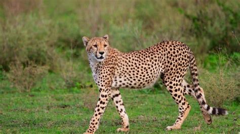 Over 100 African cheetahs transferred from South Africa to India