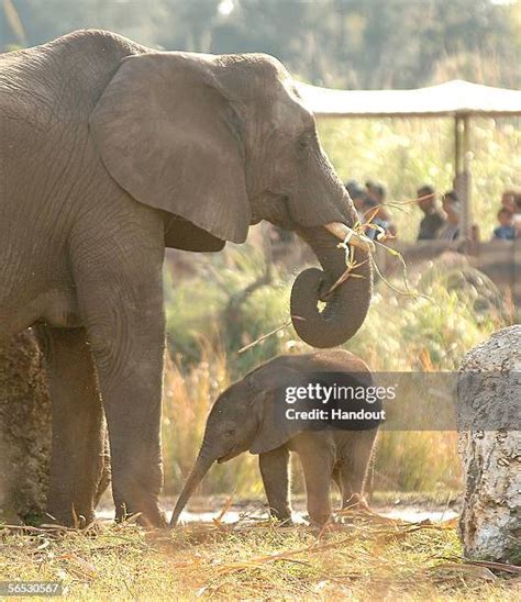 Elephant Breeding Photos and Premium High Res Pictures - Getty Images