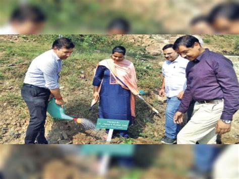 collector planted saplings  kanya upvan
