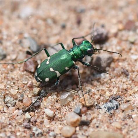 Northern Barrens Tiger Beetle Cicindela Patruela Photographed On The