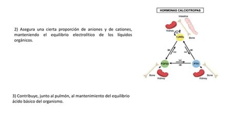 Ri On Como Principal Regulador De La Homeostasis Pptx