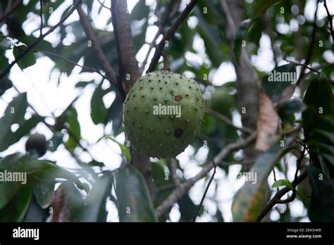 Annona muricata, soursop or graviola is a tree in the Annonaceae family ...