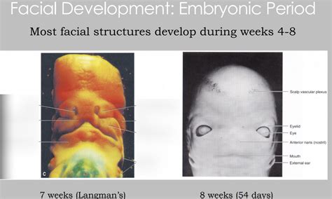 Facial Development Embryonic Period Diagram Quizlet