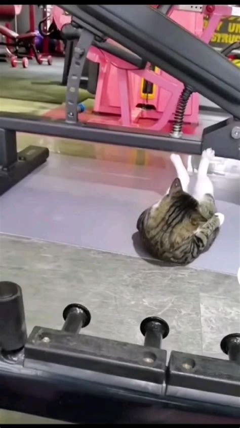 cat doing exercise so funny 😆 in 2022 | Gym video, Do exercise, Gym