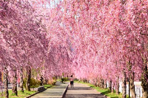 Japanese Weeping Cherry Tree