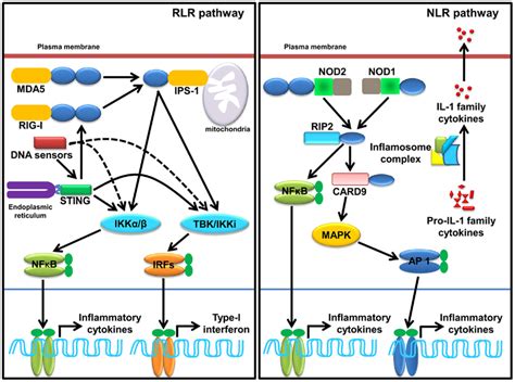 Sensing Of Scps Through Cytosolic Prrs Rlrs Nlrs And Cytosolic Dna