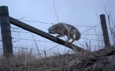 Man Saves Coyote Caught In Barbed Wire Fence