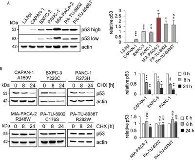 Frontiers The Gain Of Function P R W Mutant Promotes Migration By