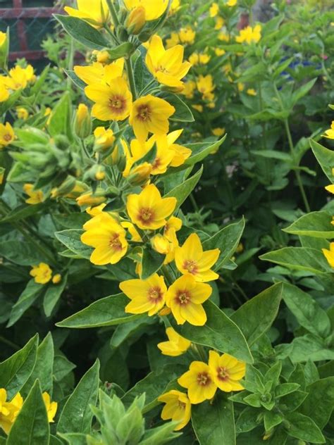 Perennial Plants With Yellow Flowers Kgarden Plant