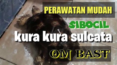 Merawat Kura Kura Sulcata Perawatan Mudah Kura Kura Sulcata Sibocil