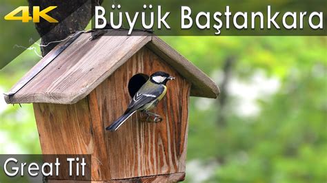 Büyük Baştankara Great Tit Parus Major Gopro 5 Black Trabzon Youtube