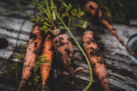 Growing Carrots How To Grow And Care For Carrots Jardin Hq