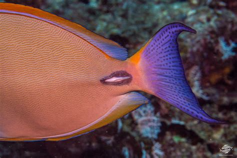 Eyestripe Surgeonfish Facts And Photographs Seaunseen