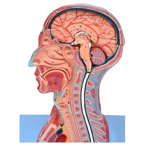 Cabeça Tronco Membros - Cabeça, Pescoço C/ Parte Do Tronco Musculados E Cérebro - Sdorf - Sd ...