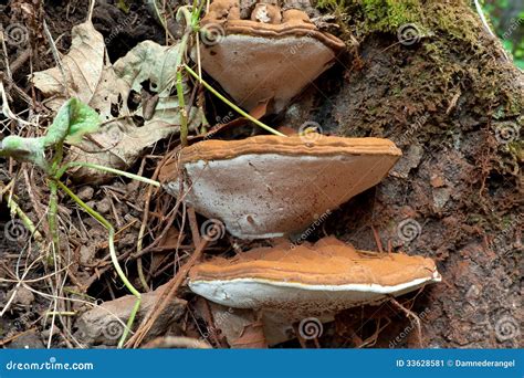 Fungos De Ganoderma Applanatum Imagem De Stock Imagem De Selva