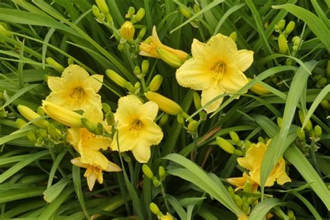 When Do Daylilies Bloom Factors Tips Tricks House Grail