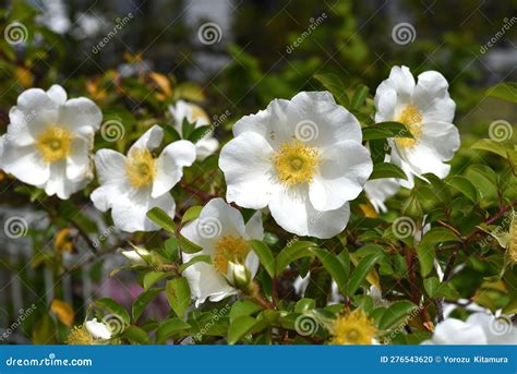 Cherokee Rose Rosa Laevigata Flowers Stock Photo Image Of Fresh