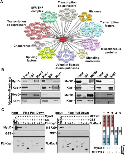 Kap1 Interacts With Myod And Mef2d In Muscle Cells A Nuclear