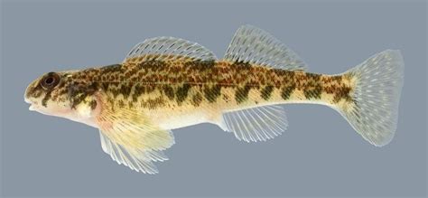 Greenside Darter Alchetron The Free Social Encyclopedia