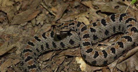 Critter Of The Week Western Pygmy Rattlesnake