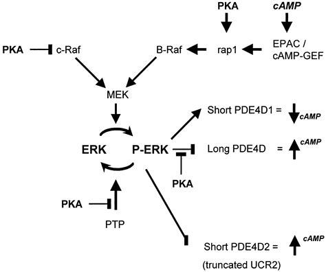 Cell Type Specific Integration Of Cross Talk Between Extracellular