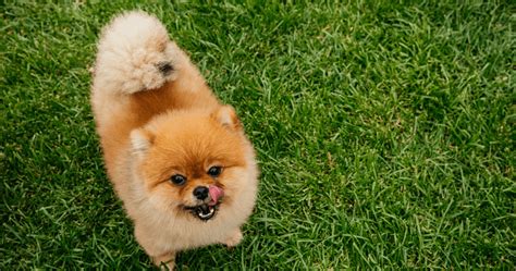 Coger Un Resfriado Desconectado Monje Como Se Llama El Perro Mas Bonito