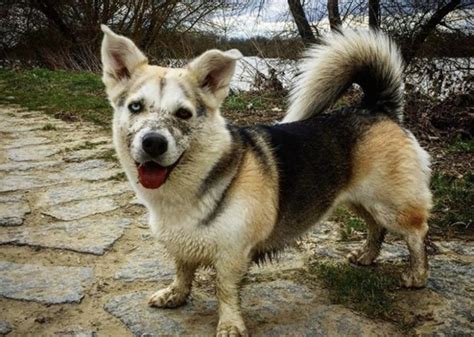 34 Cutest Corgi Mixes That Ll Melt Your Heart