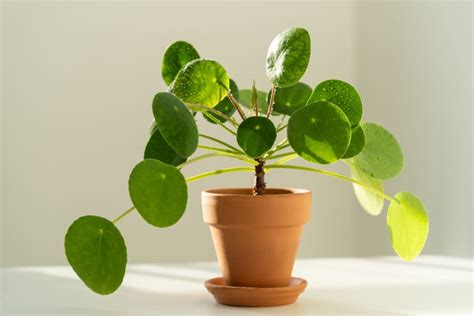 Lucky Lunar New Year Plants Apartment Therapy