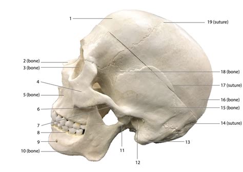 skull lateral view Diagram | Quizlet